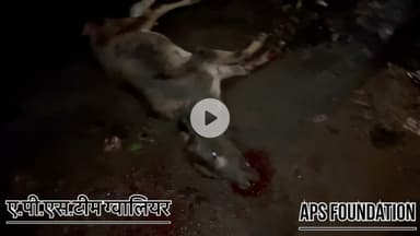 फॉर्च्यूनर से लेली जान बो तड़पता रहा और गाड़ी वाला भाग गया

Respect girls help poor help animals 

#apsgurjar #help #viral #support #gwalior