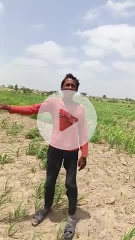 बाड़मेर में किसान की फसल खराब हुई बारिश ना होने के कारण ,###@@@@@#####