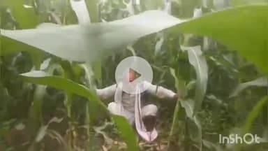 बटियागढ़: घनश्याम पिपरिया गांव में जंगली जानवरों से किसान परेशान, फसलों को हो रहा नुकसान, वीडियो वायरल