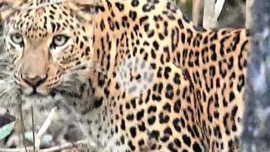 कोटा: मरही माता मंदिर के पास देखा गया तेंदुआ, वन विभाग को दी गई सूचना