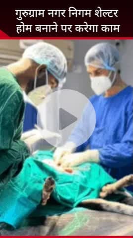 गुरुग्राम: आवारा कुत्तों से गुरुग्राम में बढ़ी परेशानी, नगर निगम जल्द शेल्टरहोम बनाने की दिशा में बढ़ायेगी कदम : ज्वाइंट कमिश्नर