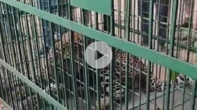 अमरोहा: झनकपुरी में हाईवे पर सड़क हादसे में घायल तेंदुए की मौत, पीएम के बाद होगा दाह संस्कार