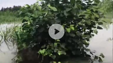 अमरोहा: जिले की कई नदियां उफान पर, 60 गांवों में बाढ़ जैसे हालात