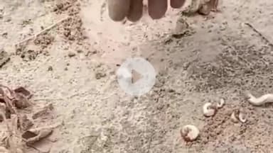 तारानगर: जिला परिषद सदस्य विमला कालवा ने कहा, 'फसल बर्बाद, कैसे होगा किसान आबाद', तारानगर में गोजा लट से हुई मूंग की फसल नष्ट