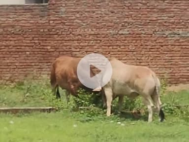 धनौरा: गजरौला के मोहल्ला लक्ष्मी नगर में आवारा सांडों का आतंक, लोग परेशान