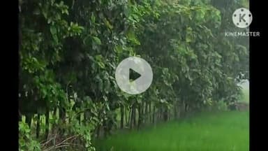 बगहा: रामनगर में झमाझम बारिश, किसानों के चेहरे खिले