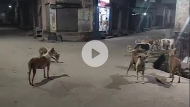 अमरोहा: अमरोहा में कुत्तों ने 13 लोगों को उतारा मौत के घाट, सैकड़ों घायल, अभियान बेअसर, सड़कों पर 4000 से ज्यादा कुत्ते