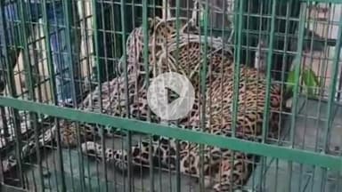 अमरोहा: गांव झनकपुरी में NH9 पर अज्ञात वाहन ने सड़क पार कर रहे तेंदुए को मारी टक्कर, वन विभाग ने तेंदुए को पिंजरे में कैद किया