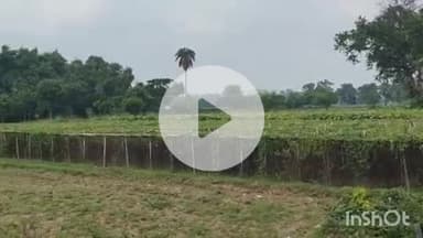 कहरा: मचान पर सब्जी उगाओ, 50% अनुदान पाओ; सहरसा के 400 किसानों को मिलेगा लाभ: सहायक निदेशक निधि