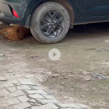 गुरुग्राम: जिले में स्ट्रे डॉग्स ने बढ़ाई एमसीजी की मुसीबत, सुप्रीम कोर्ट भी सख्त