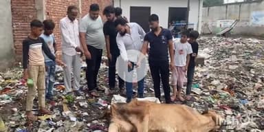 बागपत: बिलाल मदरसा, बागपत के निकट घायल और बीमार पालतू गाय मिलने पर भारतीय गौ रक्षा सेना ने किया हंगामा