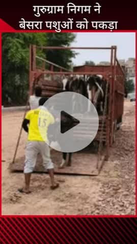 गुरुग्राम: बेसहारा पशुओं पर गुरुग्राम में नगर निगम की सख्ती, 89 पशु पकड़े; ₹87800 वसूला जुर्माना