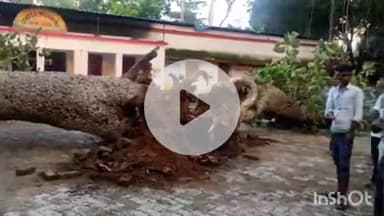 करपी: करपी प्रखंड कार्यालय के सामने विशाल बरगद का पेड़ गिरा, बाल-बाल बचे बीडीओ