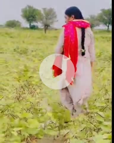 तारानगर: तारानगर में जिप सदस्य विमला कालवा ने खेतों का किया निरीक्षण, अन्नदाता ने चीखकर कहा- मुझे बचा लो, मेरे बच्चे क्या खाएंगे