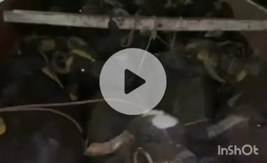 बारां: धौलाकुआं के पास पुलिस ने भैंसों से भरा ट्रक पकड़ा, स्वीकृति के मुकाबले दोगुनी भैंसें रखी गई थीं