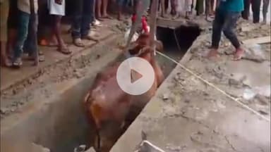 उतरौला: उतरौला के मोहल्ला गांधीनगर सब्जी मंडी के पास नाले में गिरी गाय, कड़ी मशक्कत के बाद क्रेन की मदद से निकाला गया बाहर