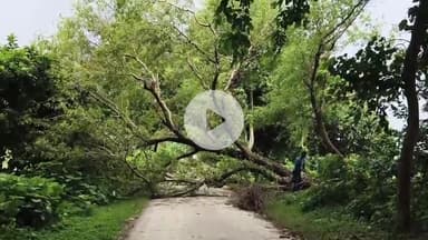 जयसिंहपुर: शारदा सहायक खंड 16 नहर की पटरी पर रामराजी विद्यालय वैदहा के ठीक सामने गिरा विशालकाय शीशम का पेड़, आवागमन हुआ बाधित