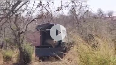 कनवास: दरा मुकंदरा टाइगर रिजर्व के 82 वर्ग किमी. क्षेत्र में छोड़ी गई खतरनाक बाघिन कनकटी, ग्रामीणों को दी गई चेतावनी