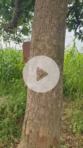 वैर: झील रोड के पास एक बाजरे के खेत में पेड़ से लटका मिला युवक का शव