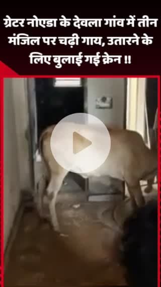 गौतम बुद्ध नगर: ग्रेटर नोएडा के देवला गांव में तीसरी मंजिल पर चढ़ी गाय, क्रेन बुलाकर गाय को उतारा गया