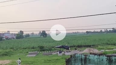 अमरोहा: अमरोहा में तेंदुए की दहशत बरकरार, नेशनल हाईवे 9 के किनारे गन्ने के खेत में किसान को दिखाई दिया तेंदुआ