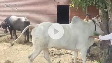 भोकरदन: पारध येथे पशुसंवर्धन विभागाकडून देण्यात आली शेतकऱ्यांच्या जनावरांना लंपी आजाराची लस