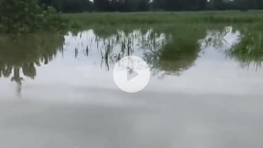 अमरोहा: अमरोहा जिले की कई नदियां उफान पर, 60 गांवों में बाढ़ जैसे हालात बने