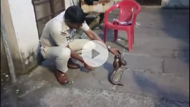 झालरापाटन: झालावाड़ हाउसिंग बोर्ड सांसद कार्यालय मार्ग पर घुमरहे दो मुंह वाले साँप का पुलिस ने रेस्क्यू कर जंगल में छोड़ा