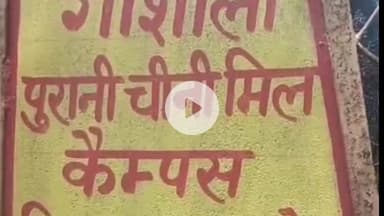 सुल्तानपुर: सुलतानपुर में जन्माष्टमी पर गौशाला में विशेष आयोजन, गोवंशों का किया पूजन और गुड़-फल खिलाए गए