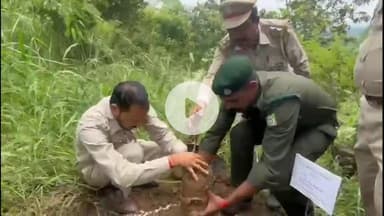 झंडूता: वन विभाग झंडूता ने शनिवार को दोपहर 4 बजे वन महोत्सव कार्यक्रम का आयोजन किया