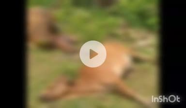 गुना: चक रमगढ़ा गांव: खेत में करंट लगने से 2 गायों की मौत, जानवरों को रोकने के लिए लगाया था तार