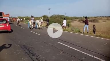 ஆவுடையார் கோவில்: முத்துகுடாவில் ஸ்ரீ ஈச்ச மரத்து காளியம்மன் கோவில் திருவிழாவை முன்னிட்டு ECR சாலையில் மாட்டுவண்டி எல்கை பந்தயம்