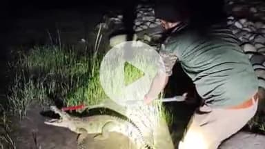 लक्सर: लक्सर के मुंडाखेड़ा गांव में देर रात मगरमच्छ ग्रामीण के घर में घुसा, वन विभाग ने किया रेस्क्यू