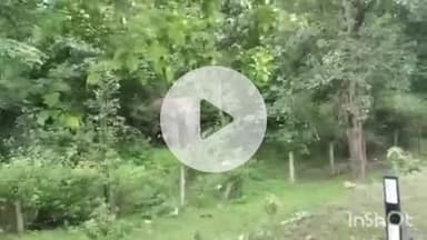 ब्यौहारी: ब्यौहारी में वन विहार के समीप पहुंचा जंगली हाथी, शहडोल-रीवा मार्ग कुछ समय के लिए किया गया था बंद