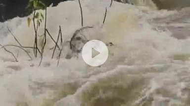 రాయికోడ్: మండలంలో భారీ వర్షాలకి మత్తడి దూకుతున్న బొగ్గులపల్లి ప్రాజెక్ట్