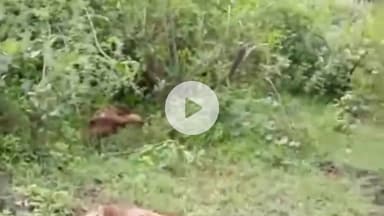 झालरापाटन: गिरधरपुरा गांव में आवारा कुत्तों ने बकरियों पर किया हमला, चार बकरियों की हुई मौत