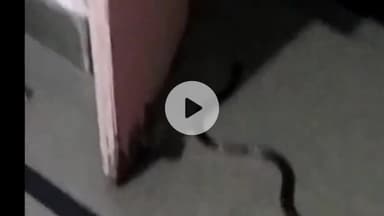 झालरापाटन: झालावाड़ के समीप रामगंज मंडी में घर में सो रही युवती को सांप ने डसा, गंभीर अवस्था में झालावाड़ अस्पताल में भर्ती