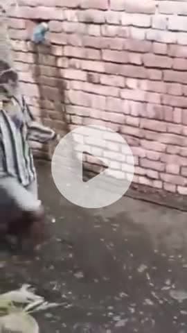 बाह: पार्वतीपुरा गांव में कीचड़ में अर्थी ले जाने का वीडियो हुआ वायरल, दूसरे वीडियो में ग्रामीण खुद बना रहे हैं रास्ता