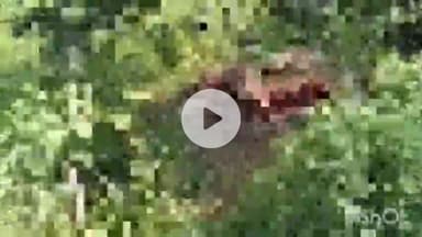 बरेली: बिथरी चैनपुर थाना क्षेत्र के पास थाने से महज 1 किमी दूर गोकशी, पुलिस की चौकसी पर उठे सवाल