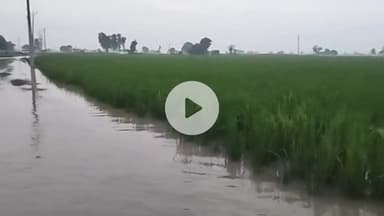 मांट: नौहझील क्षेत्र में रविवार को यमुना का जलस्तर अचानक बढ़ा, गांव में घुसा पानी, ग्रामीणों की धड़कनें तेज, बाढ़ जैसे हालात