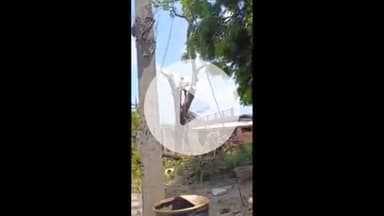 सिराथू: कशिया पश्चिम में पेड़ काटने की खबर वायरल करने वाले को मिली धमकी, वन विभाग और स्थानीय पुलिस को दिए गए जांच के निर्देश