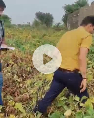 तारानगर: तारानगर में जिला परिषद सदस्य विमला कालवा द्वारा गोगा लट से नष्ट फसल का मुद्दा उठाने पर अधिकारियों ने किया निरीक्षण