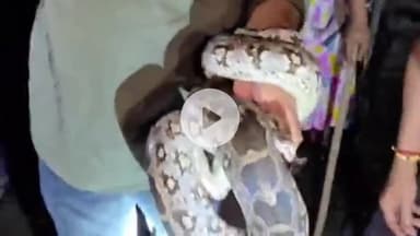 कांके: हिनू की शुक्ला कॉलोनी में घर में अजगर मिलने से हड़कंप, सांप का किया रेस्क्यू