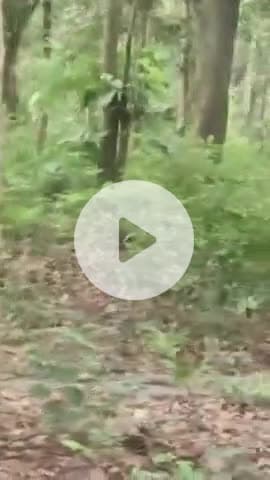 बीसलपुर: माला रेंज में उत्पात मचाता दिखा नेपाली हाथी, वीडियो हुआ वायरल