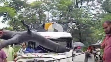 डुंडा: पिपली के पास एक मैक्स वाहन पर गिरा पेड़, 6 से 7 लोग हुए घायल