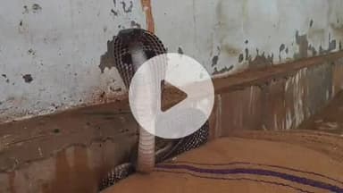 लाडपुरा: भामाशाह मंडी रोड पर धनिया मिल में घुसा कोबरा सांप, कार्य कर रहे मजदूर बाल-बाल बचे व सांप का किया गया रेस्क्यू