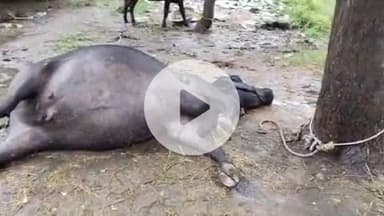 सुनेल थाना क्षेत्र के गुराड़िया गांव मे  आकाशी बिजली गिरने से एक बेस की हुई मौत 
#,@