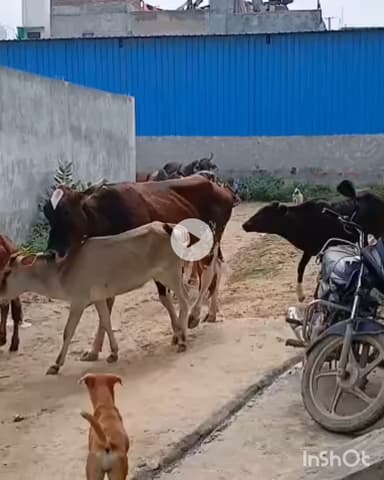 गुरुग्राम: गुरुग्राम में 21 अगस्त से शुरू होगा भेड़-बकरी पालन प्रशिक्षण