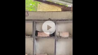 नीमच नगर: दलावदा मार्ग स्थित फ़ार्म हाउस में निकला ज़हरीला सांप, सर्प मित्र ने किया रेस्क्यू