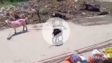 नावकोठी: रजाकपुर के वार्ड नंबर 11 में बीमारी से 125 बकरियों की अचानक मौत, गांव में हड़कंप